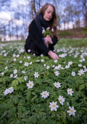 BB 15 0057 / Anemone nemorosa / Hvitveis